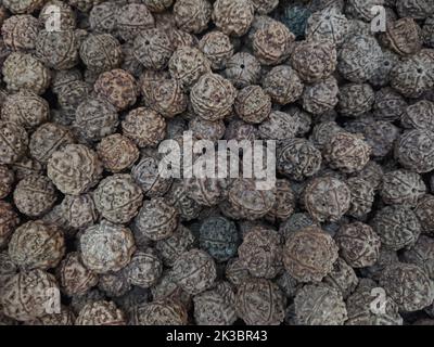 Elaeocarpus Ganitrus - Rudraksha seeds, Sringeri, Karnataka, India Stock Photo