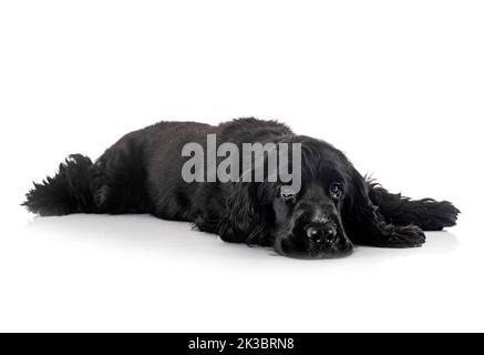 English Cocker Spaniel in front of white background Stock Photo