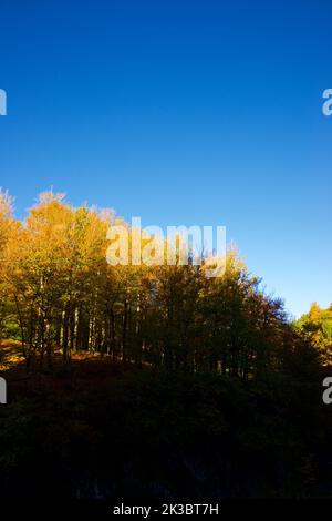 Forest in Anso Valley, Huesca Province in Aragon in Spain. Stock Photo