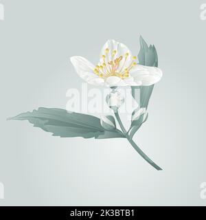 Spring flower twig jasmine flower and buds vector illustration Stock Vector