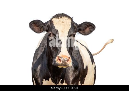 Cow isolated on white, black and white looking friendly, pink nose, happy tail Stock Photo