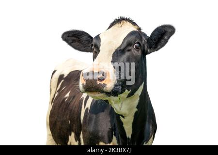 cow isolated on white, black and white looking, pink nose mature cow, black and white curious gentle surprised look, in a green field, blue sky Stock Photo