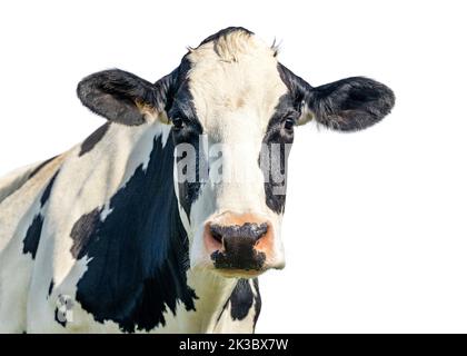 Cow isolated on white background, black and white looking kindly, pink nose, in front view Stock Photo