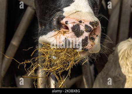 Close up of a cow's nose and mouth, eating hay and straw, in stable at feeding time, mouthfull, pink mottled nose Stock Photo