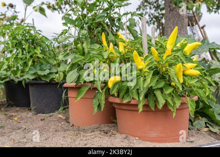 Plant with yellow peppers in a pot Stock Photo