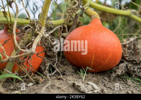 two ripe Hokkaido pumpkins in the garden Stock Photo