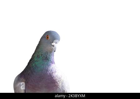 dove looking at the camera isolated on white Stock Photo