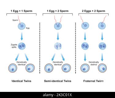 Scientific Designing of Differences Between Monozygotic And Dizygotic Twins Formation. Identical And Fraternal Twins. Colorful Symbols. Vector Illustr Stock Vector