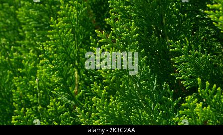 Green coniferous branches of thuja, plant background, cover Stock Photo