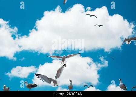 Blue and cloudy sky with flying seagulls, clear and bright sunny sky, beautiful blue landscape with many birds flying around, group of seagulls in air Stock Photo