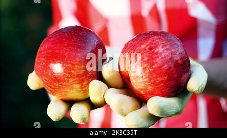 close-up, freshly picked red apples in sunshine light. the farmer's hands in gloves hold two ripe red apples, Agriculture and gardening concept. Healthy nutrition. High quality photo Stock Photo