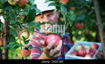 close-up, portrait of handsome male farmer or agronomist, picking apples on farm in orchard, on sunny autumn day. holding a wooden box with red apples, smiling. Agriculture and gardening concept. Healthy nutrition. High quality photo Stock Photo