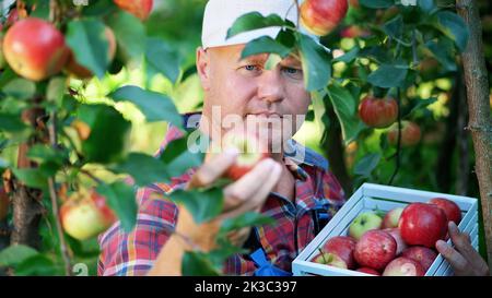 close-up, portrait of handsome male farmer or agronomist, picking apples on farm in orchard, on sunny autumn day. holding a wooden box with red apples, smiling. Agriculture and gardening concept. Healthy nutrition. High quality photo Stock Photo