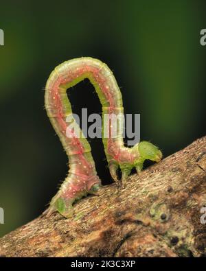 Common Marbled Carpet moth caterpillar (Dysstroma truncata) on tree branch. Tipperary, Ireland Stock Photo