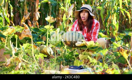 funny, smiling female farmer in plaid shirt, gloves and hat inspecting her vegetable garden, field, trying to pick up a big pumpkin, on sunny summer day. growing corn background. High quality photo Stock Photo