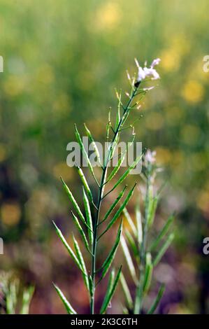 Closeup of Crop Brassica Nigra or Black Mustard local name Mohri at Lanja district Ratnagiri state Maharashtra India Stock Photo