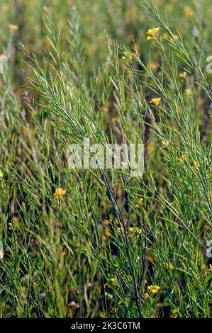 Closeup of Crop Brassica Nigra or Black Mustard local name Mohri at Lanja district Ratnagiri state Maharashtra India Stock Photo