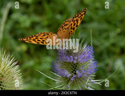 Butterfly Dark green fritillary on a lilac flower Stock Photo