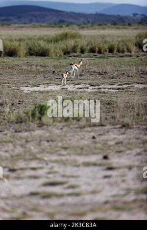 Mother and baby Thomson gazelle in grass Stock Photo - Alamy