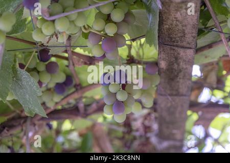 Ripening grapes on vineyard, different ripen period, harvest approaches, several wine grapes, close up detailed photo, soft color