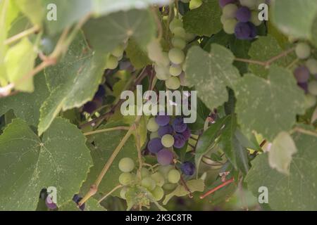 Close up detailed ripening grapes on the vineyard, harvest approaches, different ripening periods, several wine grapes, soft color