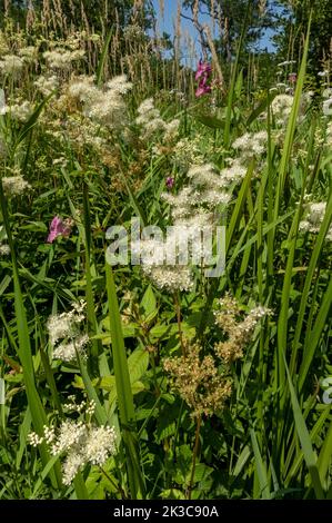 Close up of white meadowsweet Filipendula ulmaria wild flowers wetland in boggy marshland marsh summer near Keswick Lake District Cumbria England Stock Photo