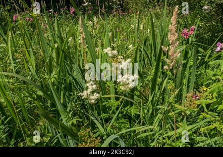 Close up of white meadowsweet Filipendula ulmaria wild flowers wetland in boggy marshland marsh summer near Keswick Lake District Cumbria England Stock Photo