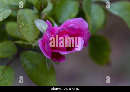 Garden rose with raindrops on their leaves, green leaves and pink rose, nature close up, selective focus, beautiful blossom, soft color harmony Stock Photo