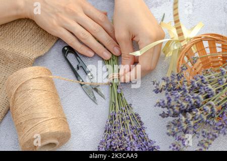 Making a bouquet of fresh lavender. Step by step photo of a woman's hand tying a bunch of lavender with twine. Stock Photo