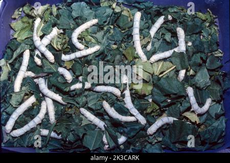 Sericulture is the process of cultivating silkworms and extracting silk ...