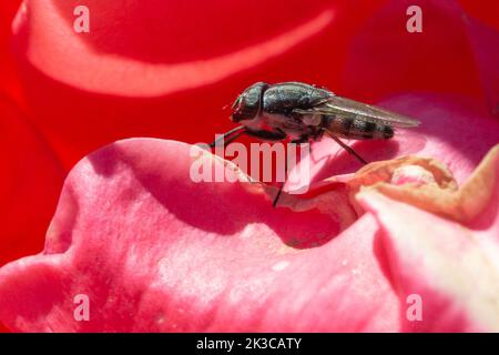 Nose bot fly hi-res stock photography and images - Alamy