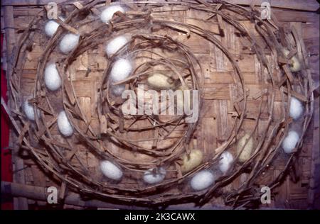 Sericulture is the process of cultivating silkworms and extracting silk ...