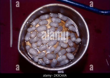 Sericulture is the process of cultivating silkworms and extracting silk ...