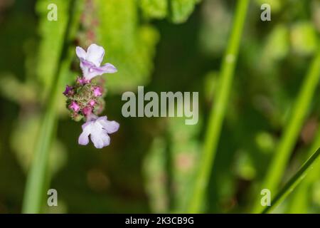 Verbena officinalis, Common Vervain Plant in Flower Growing in the Spanish Countryside Stock Photo