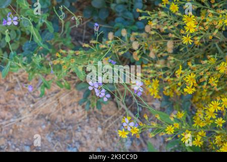 Moricandia arvensis, Purple Mistress Plant in Flower Growing Wild in the Spanish Countryside Stock Photo