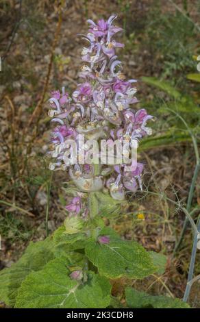 Clary sage, Salvia sclarea, in flower. Stock Photo