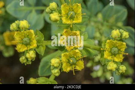 Fringed Rue, Ruta chalepensis in flower. Stock Photo