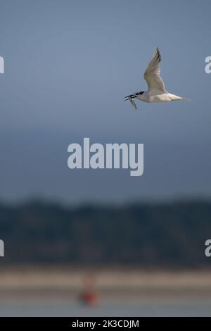 Baie de somme, oiseaux en vol Stock Photo