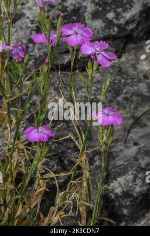 Sequier's Pink, Dianthus seguieri in flower in the French Alps. Stock Photo