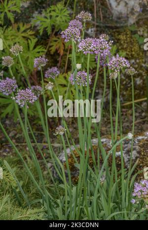 Mouse Garlic, Allium angulosum now merged into Allium lusitanicum. To 2200m in french Alps. Stock Photo