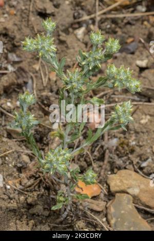 Red-tipped cudweed, Filago lutescens; an uncommon winter annual, in flower. Stock Photo