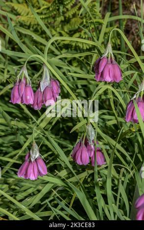 Lombardy garlic, Allium insubricum in flower, in the Italian Alps; Italy Stock Photo