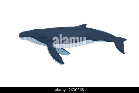 Humpback whale. Vector illustration of a colorful large humpback whale isolated on white. Flat disan, side view. Stock Vector
