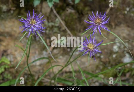 Horned rampion, Phyteuma scheuchzeri, in flower in the Italian Alps. Stock Photo
