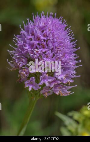 Globe-flowered Orchid, Traunsteinera globosa, in flower in the Italian Alpa. Stock Photo