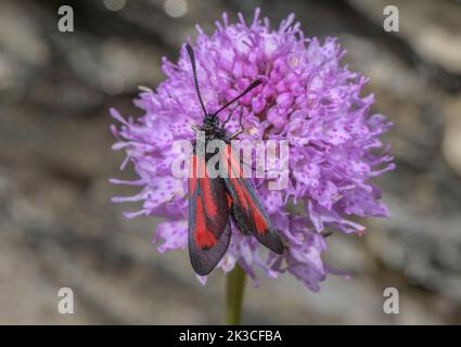 A Burnet moth, probably Sluggish burnet, Zygaena erythrus, on Globe-flowered Orchid, Traunsteinera globosa, in flower in the Italian Alpa. Stock Photo