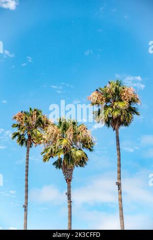 A palm tree against a clear blue sky on a summer's day in Vallejo, California. Stock Photo