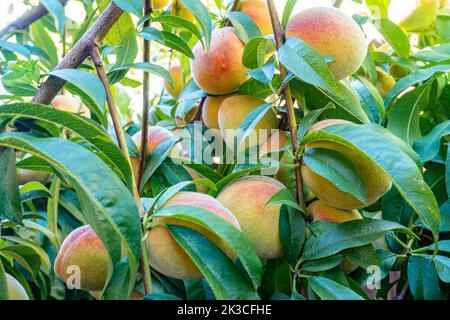 Homegrown peaches, growing on a lemon tree in a garden, ripe and ready to pick. Stock Photo