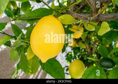 Homegrown lemons, growing on a lemon tree in a garden, ripe and ready to pick. Stock Photo