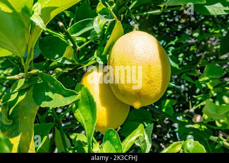 Homegrown lemons, growing on a lemon tree in a garden, ripe and ready to pick. Stock Photo
